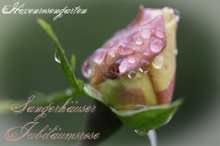 Rosiger Adventskalender im Hexenrosengarten - Sangerhäuser Jubiläumsrose - Romantische Blüten in Beetrosen-Format