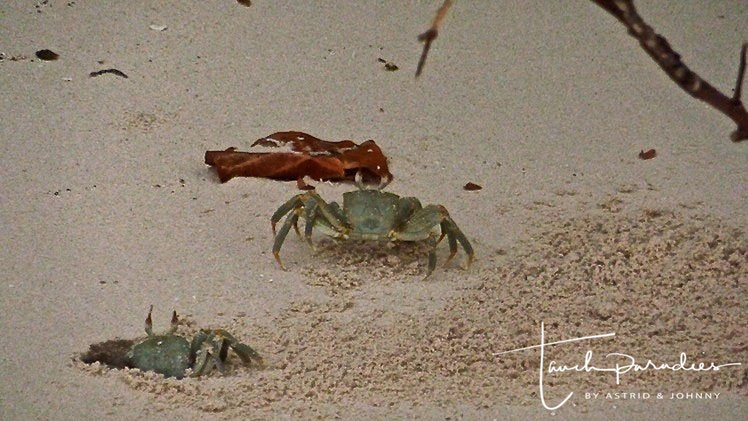Gespensterkrabben Tauchparadies Bali Indonesien Hurghada Agypten