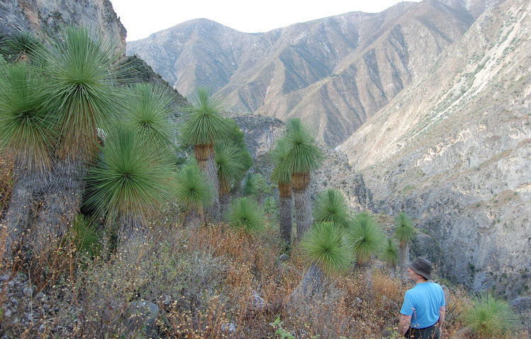 Bild Yucca queretaroensis (c) Paul Spracklin