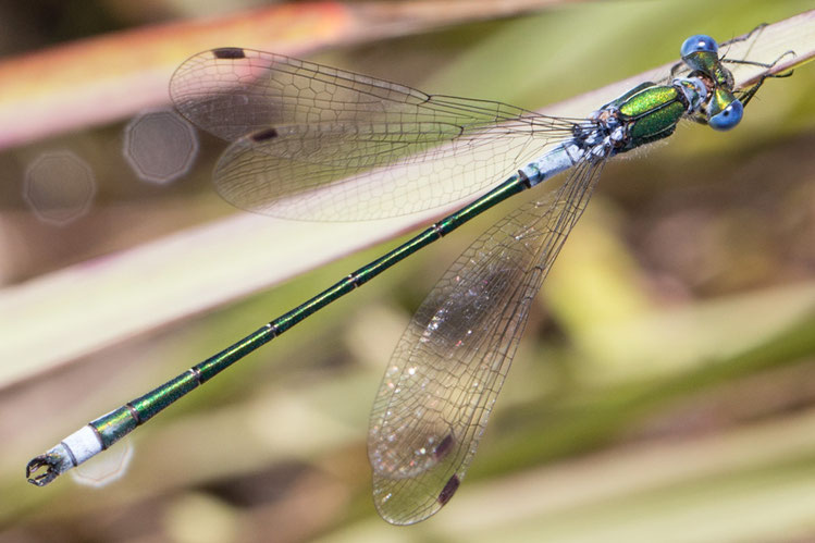 Gemeines Binsenjungfer-Männchen (Lestes sponsa)