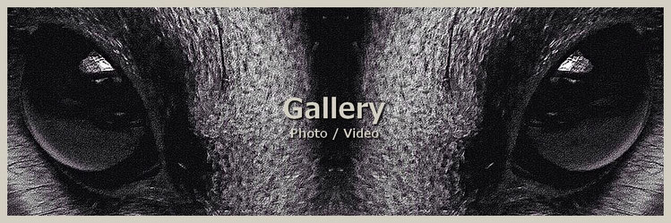 フクロモモンガ、Galleryバナー