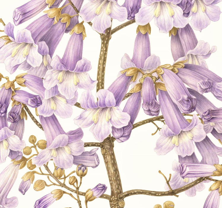 Paulownia tomentosa