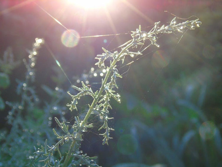 Göttliches Licht, Quelle: www.lichtwesenfotografie.com
