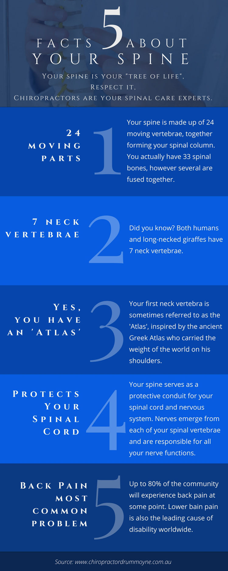 Chiropractic Infographic: 5 Facts About Your Spine - Lyons Road