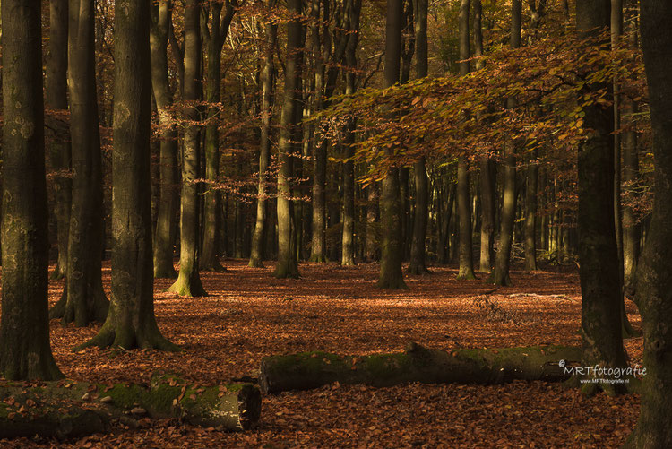 De scherpte ligt hier niet op de voorste bomen zoals vaak het geval zal zijn, maar op de bomen waar het zonlicht op valt.