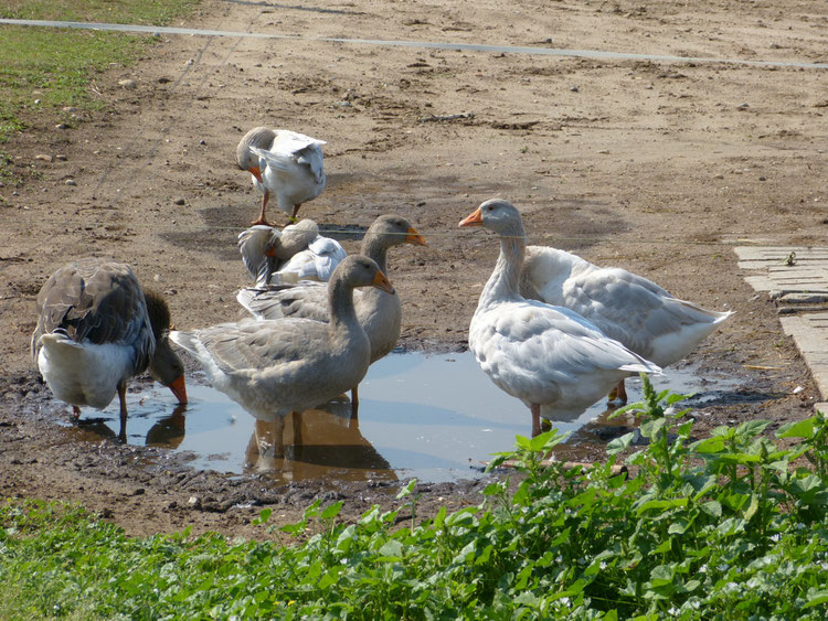Hier sind die Gänse an einer Wasserpfütze, während sich die Junggänse an den Bottichen aufhalten. Wir bemühen uns auf dem Ökohof Fläming um das bestmögliche Tierwohl für unsere Tiere.