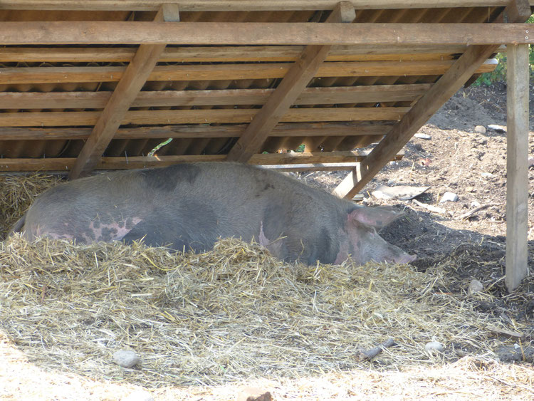 Der Schweineunterstand spendet Schatten und schützt so vor Sonnenbrand und Überhitzung.