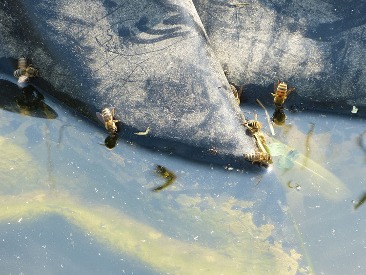 Die Honigbienen sammeln Wasser. Zügig fahren sie in das Wasser mit den kleinen Zungen, um sodann schnell zum Stock zurück zu fliegen und das Wasser mit den Flugmuskulatur zu verdampfen.