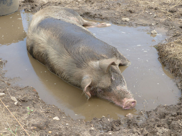 Die Suhle für die Schweine tut ihre Dienste. Lotta genießt das kühle Wasser und den Schlamm auf der Haut.