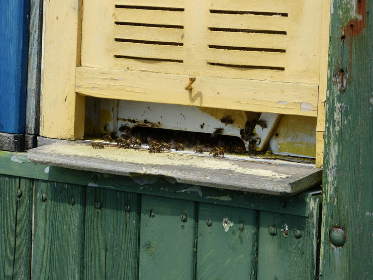 Am Flugloch der Beuten im Bienenwagen sitzen viele Bienen und fächeln Luft. Die Abkühlung benötigen sie dringend, um die Bruttemperatur nicht zu überschreiten.