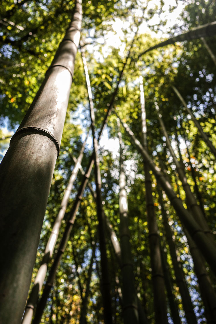 ...with its Bamboo Forest