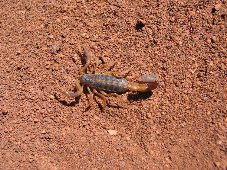 Parabuthus granulatus