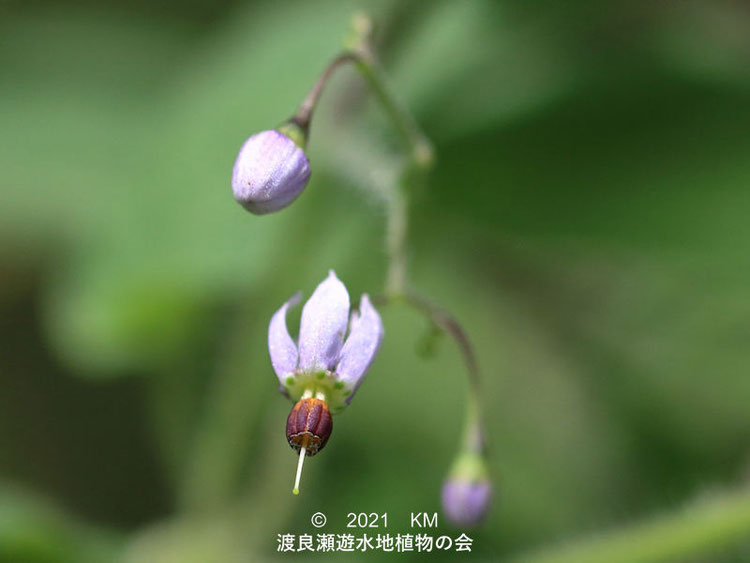 渡良瀬遊水地に生育するヒヨドリジョウゴの花