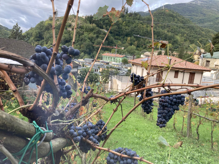 Verdicchio Bastardo Rosso