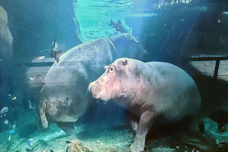  En Valencia BIOPARC albergan las únicas dos especies que sobreviven actualmente en nuestro planeta: el hipopótamo común (Hippopotamus amphibius)