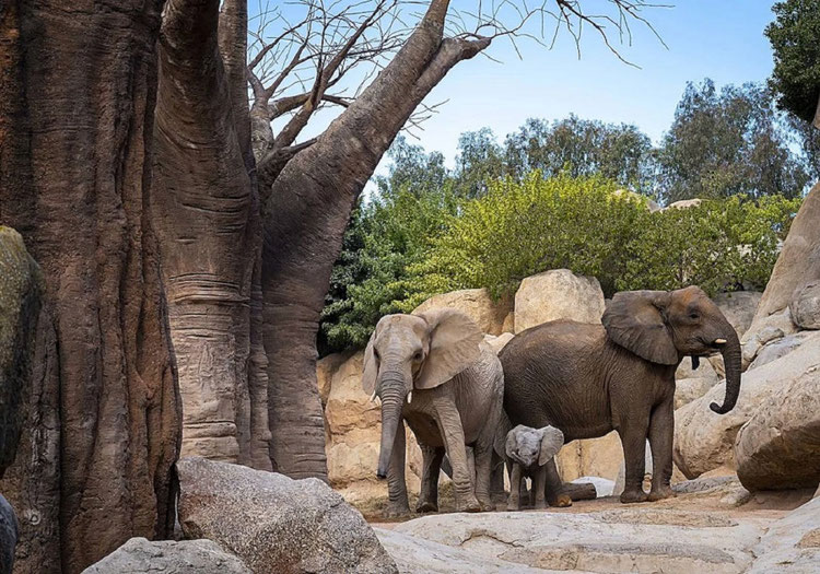 Los machos adultos del elefante africano pueden llegar a pesar unas 7 toneladas, medir 4 m de altura y 6-7 m de longitud (incluyendo la trompa). Es famosa su asombrosa inteligencia.