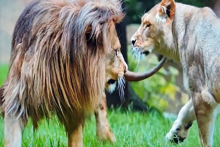 El Bioparc de Valencia  alberga una manada de leones muy peculiar, compuesta por el macho Lubango (8 años) y tres hembras: Shanga (9 años), Luana (18 años) y Tata (13 años).