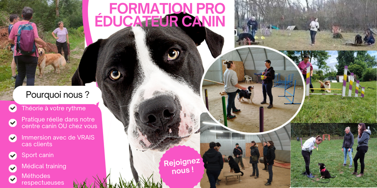 Format présentiel et à distance pour la formation éducateur canin Anim'Heureux