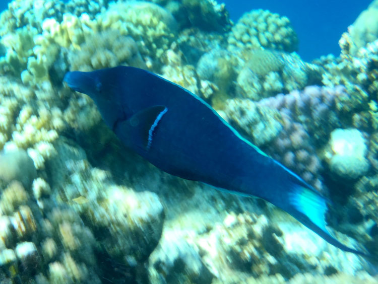 Gomphosus varius, Green Bird Wrasse, samiec