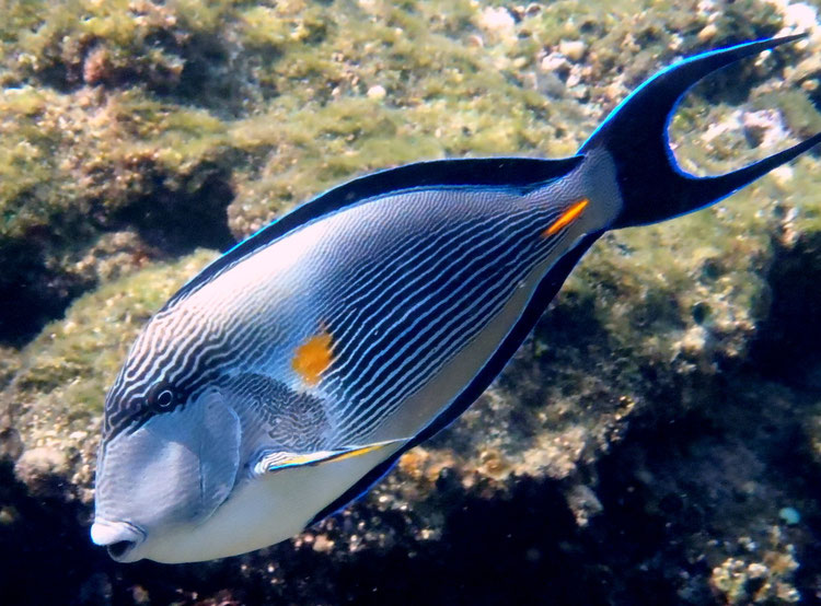 Arabian Surgeonfish