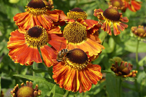 HELENIUM MIEN RUYS - Website of Camolin Potting Shed, Camolin, Wexford ...