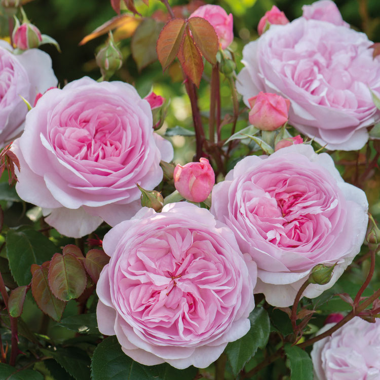 Englische Rosen Spezies