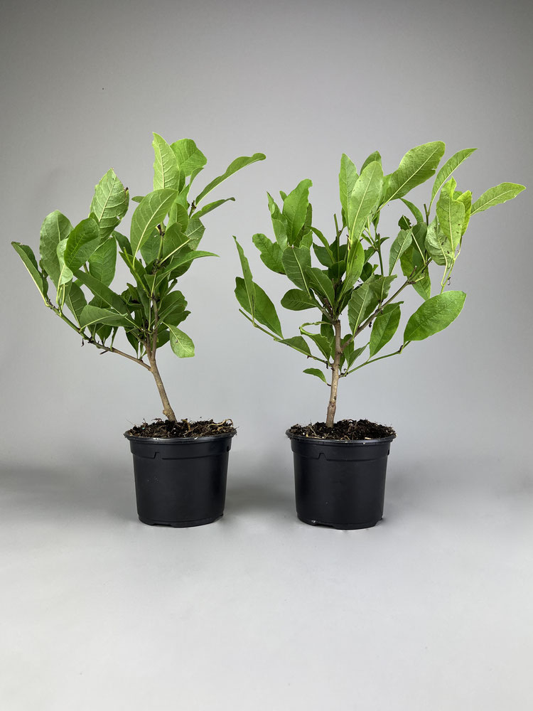 Jungpflanzen Bonsai kaufen im Shop www.bonsaihassler.de