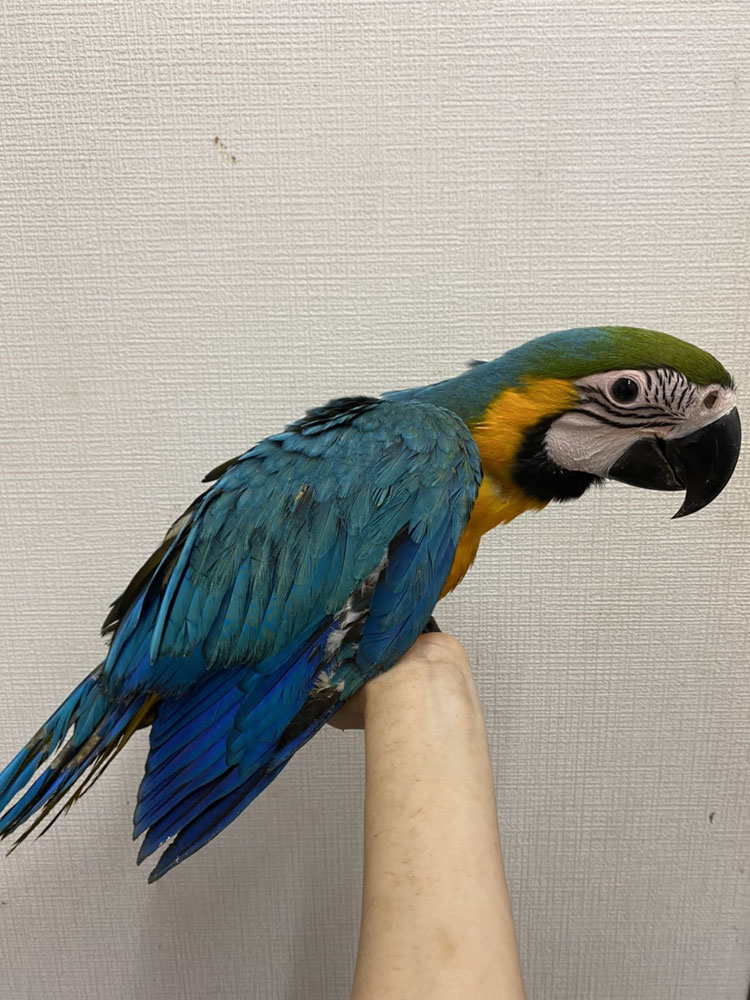 手 乗り インコ 販売