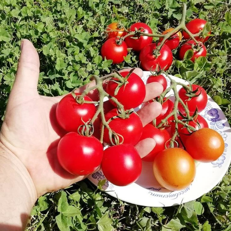 Томат мангусто f1. Голуболь томат. Куст томата. Томат милашка. Помидор гусева.