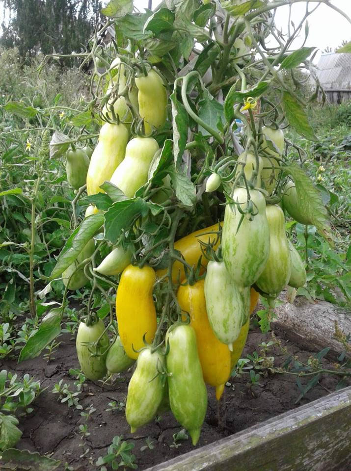 бананов ноги томат. помидоры сорт бананчик. партнер семена томата банановые ноги. сорт томатов банановые ноги. томат банана легс.