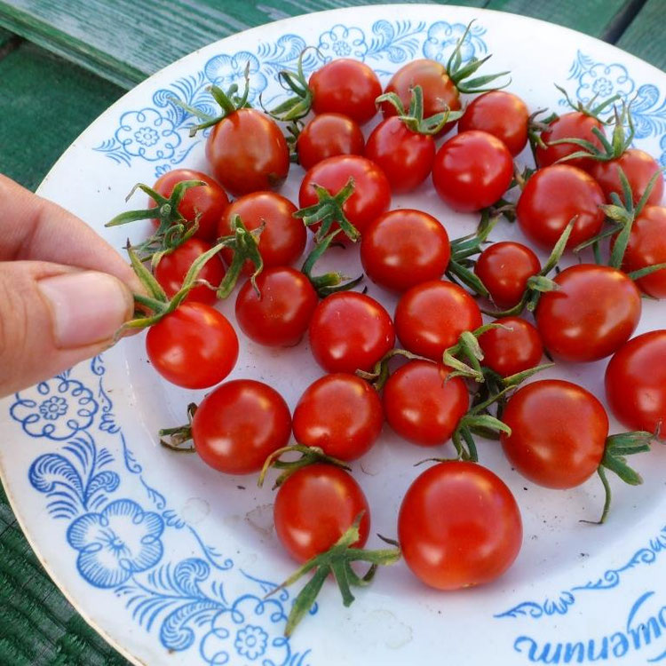 помидоры виноград. томат виноградная гроздь. черри виноград. томат виноград белый. томаты черри.