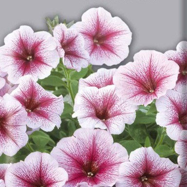 опера малиновые жилки. петуния опера суприм распберри айс. петуния ампельная опера распберри. петуния opera supreme raspberry ice. опера малиновые жилки.