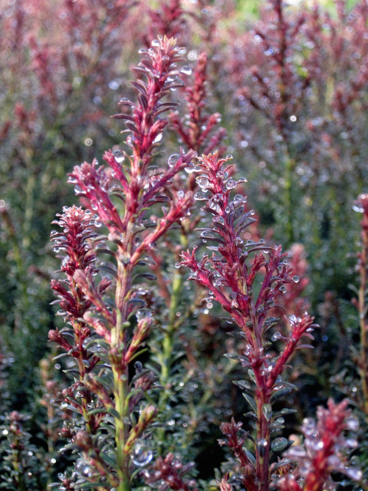 Тип ред. Фотиния фразера red robin. Фотиния красная. Abbyy store. Фотиния фразера.