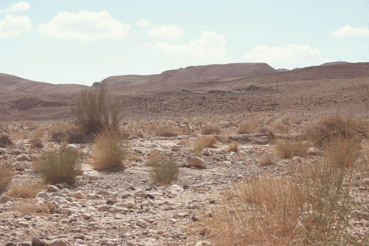 Israel ofpenguinsandelephants of penguins & elephants Jeep tour crater gazelles