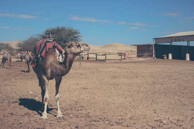 Israel ofpenguinsandelephants of penguins & elephants Camel Farm Camelland
