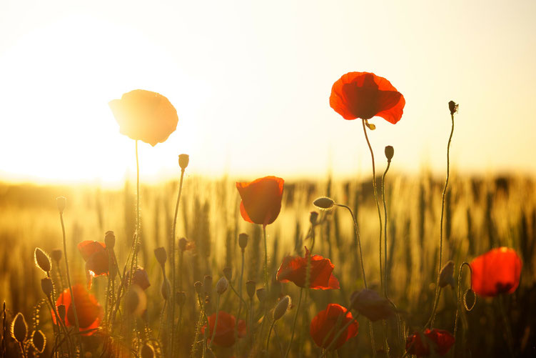 Poppies in the setting sun in a field