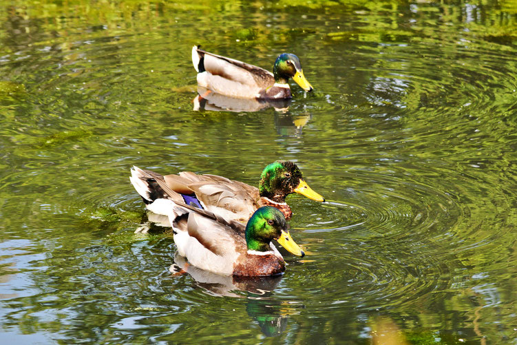 Teichhühner und Stockenten 29