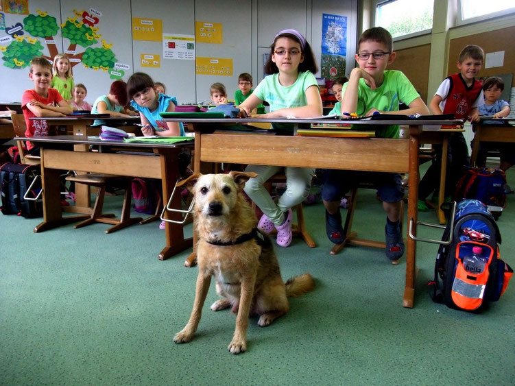 Schulhund DJ