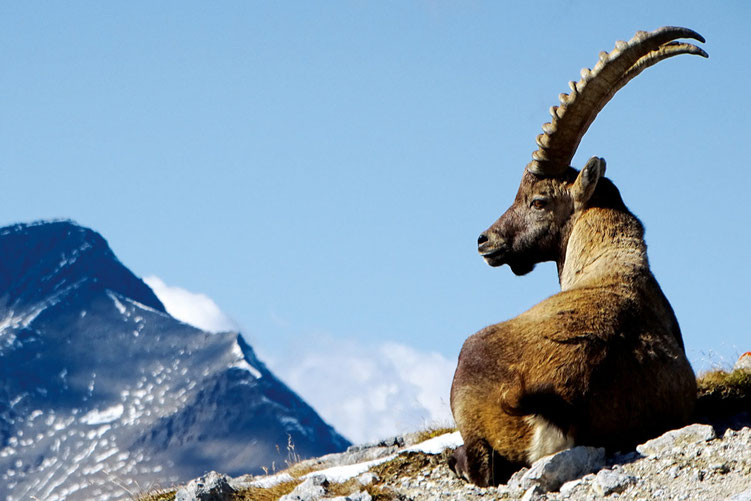 Ein älterer Steinbock genießt den Blick in die Schweizer Berge