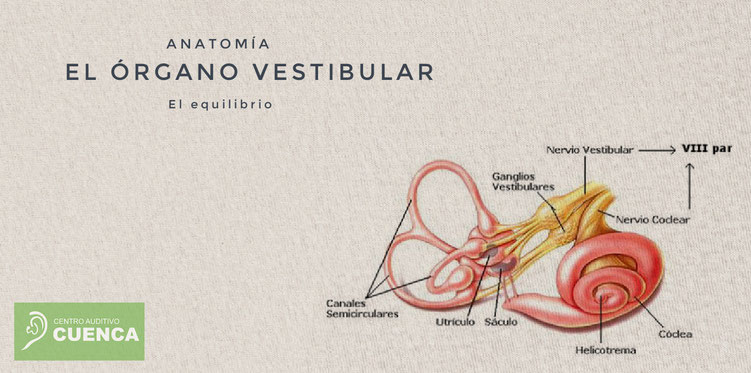 El órgano vestibular y su participación en el equilibrio.