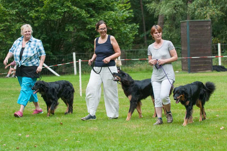 Zuchtgruppe von der Diamandenen Aue (v.l.n.r.: Liebling Louise, Liara Lenia umd Lucy Lectric, WT 05.06.2015)
