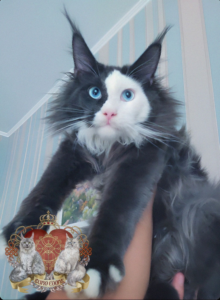 maine coon cats for sale - grey maine coon cat - european maine coon - blue maine coon cat - blue smoke maine coon cat - maine coon cat blue eyes