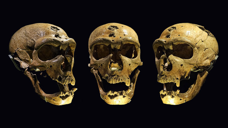 The Man of La Chapelle-aux-Saints. Homo neanderthalensis. Circa -45,000 years. © P. Kersalé 2026.