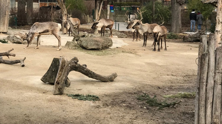 シェーンブルン動物園でトナカイを見た