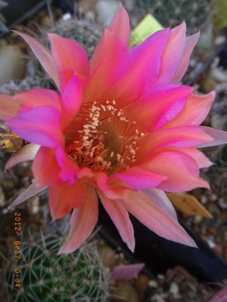 eine weitere eine Trichocereus-Hybride von HDH mit California aus der gleichen Aussaat - Erstblüte 2012