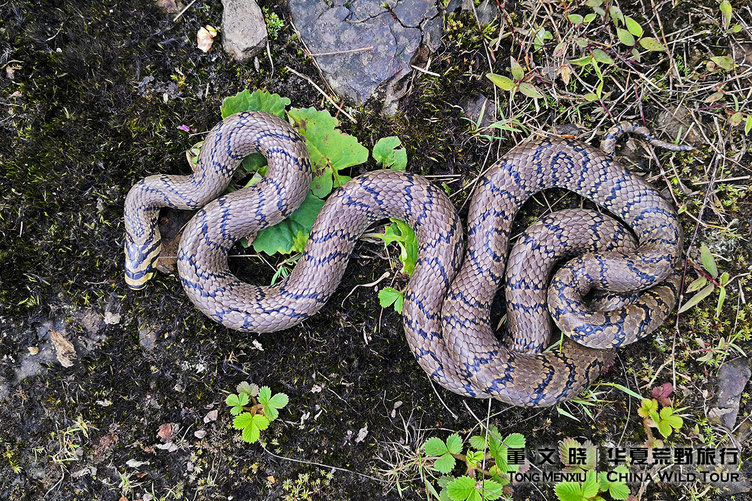 China Endemic Amphilbians and Reptiles Checklist China Wild Tour