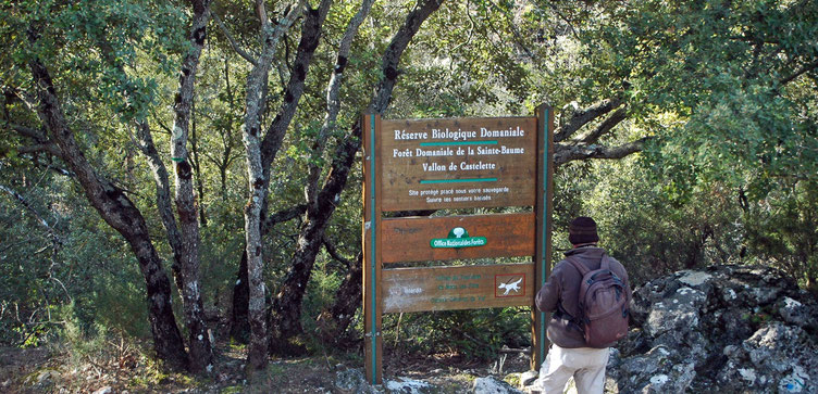 forêt de la Sainte Baume, gérée par l'ONF