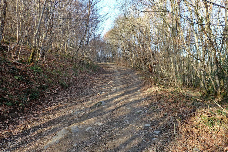 Passage dans les bois.