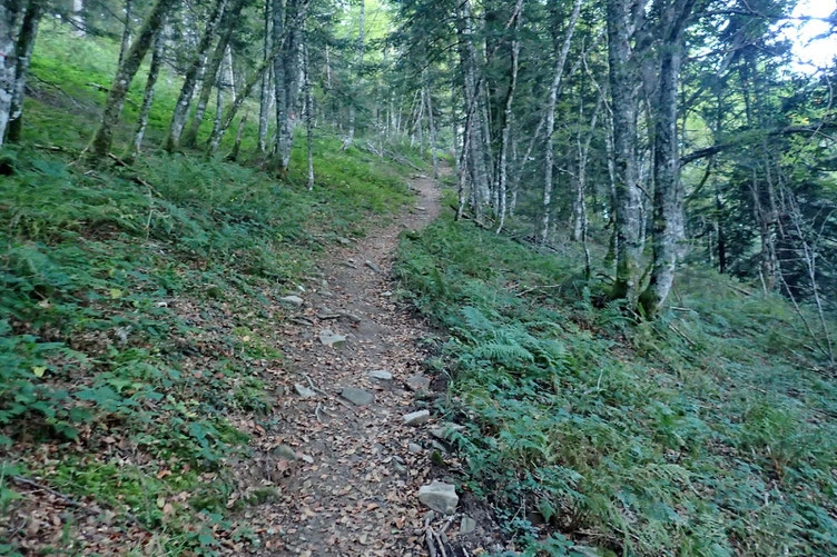 Le sentier dans la forêt.