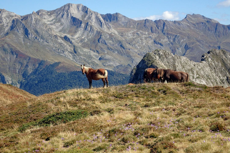 Les chevaux sont toujours là, exactement au même endroit que ce matin.